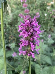 Betonica officinalis