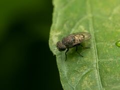 Paralimna punctipennis