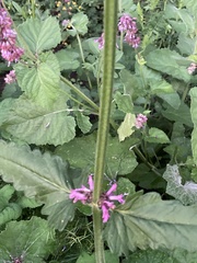 Betonica officinalis