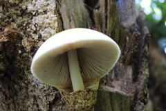 Volvariella bombycina bombycina