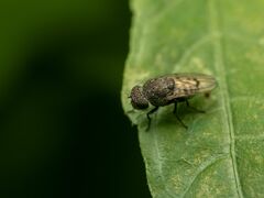 Paralimna punctipennis