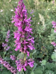 Betonica officinalis