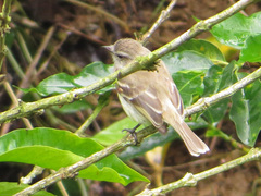 Nesotriccus incomtus