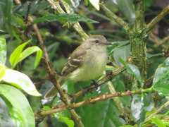 Nesotriccus incomtus