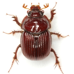 Eucanthus subtropicus