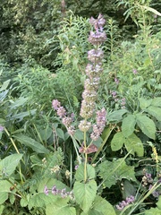 Salvia verticillata