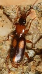 Zuphium olens