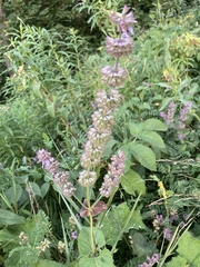 Salvia verticillata