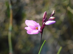 Ixia micrandra