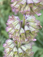 Salvia verticillata