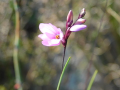 Ixia micrandra