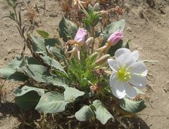 Oenothera deltoides