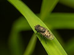 Paralimna punctipennis