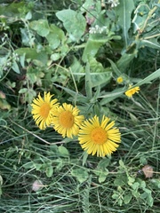 Pentanema britannica