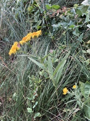 Pentanema britannica