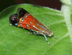 Tricyanaula aurantiaca
