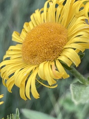 Pentanema britannica