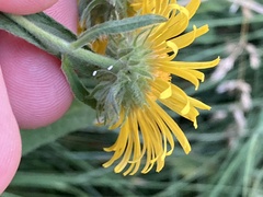 Pentanema britannica