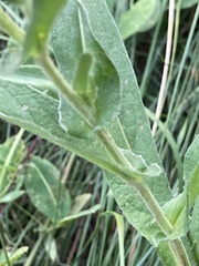 Pentanema britannica