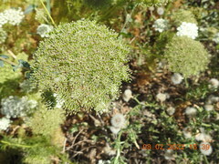 Visnaga daucoides