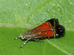 Tricyanaula aurantiaca