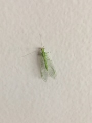 Pseudomallada flavifrons