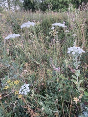 Pimpinella saxifraga