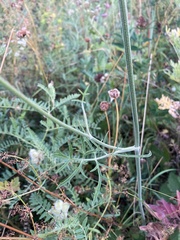 Pimpinella saxifraga