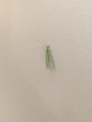 Pseudomallada flavifrons