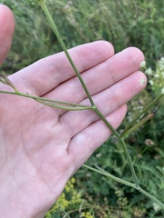 Pimpinella saxifraga