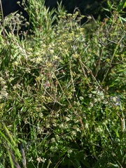 Pimpinella niitakayamensis