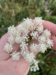 Pimpinella saxifraga