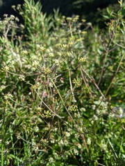 Pimpinella niitakayamensis