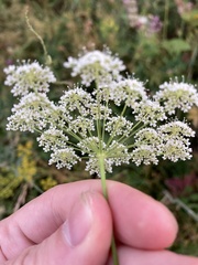 Pimpinella saxifraga