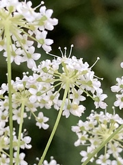 Pimpinella saxifraga