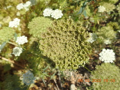 Visnaga daucoides