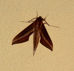 Xylophanes tersa
