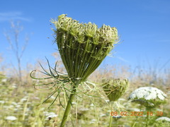 Visnaga daucoides