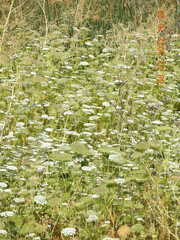 Visnaga daucoides