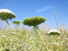 Visnaga daucoides