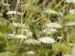 Visnaga daucoides