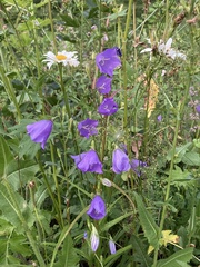 Campanula persicifolia
