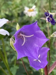 Campanula persicifolia