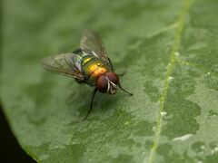 Lucilia illustris