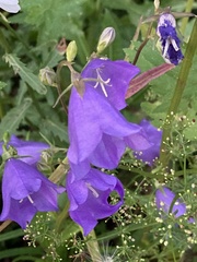 Campanula persicifolia