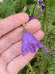 Campanula persicifolia