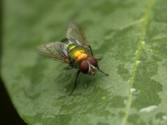 Lucilia illustris