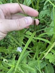 Campanula persicifolia