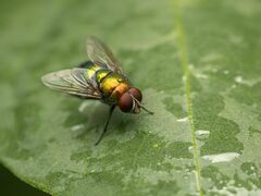 Lucilia illustris