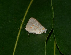 Tmolus echion echiolus